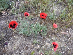 Papaver arenarium