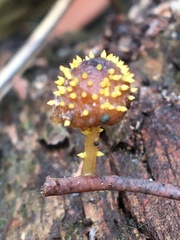Neobarya agaricicola