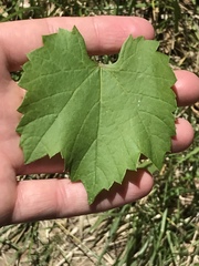 Vitis arizonica