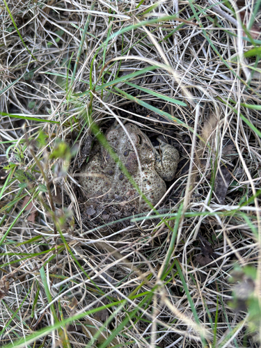 American Toad