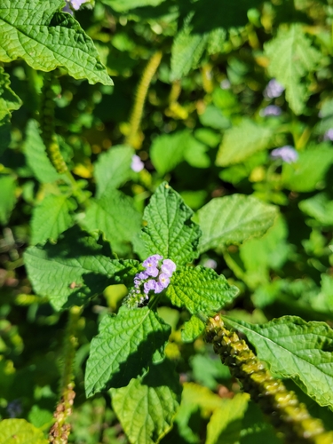 Indian Heliotrope