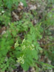 Osmorhiza brachypoda