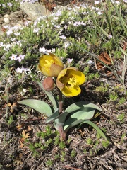 Fritillaria glauca