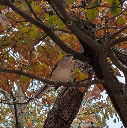 Northern Mockingbird