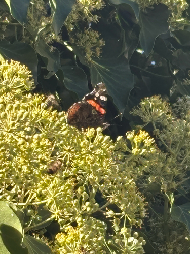 Red Admiral