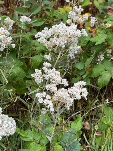pearly everlasting