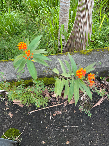 Asclepias curassavica, 2026-10-05
