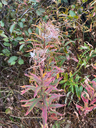 fireweed