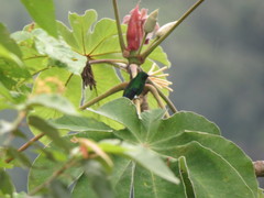 Chalybura buffonii