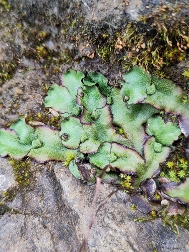 Narrow Mushroom-headed Liverwort