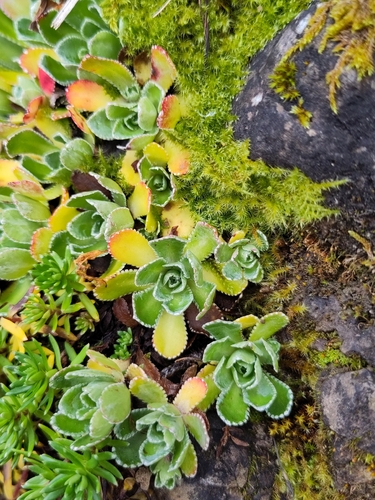 Livelong Saxifrage