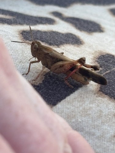 Broad Green-winged Grasshopper