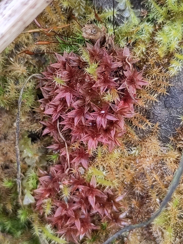 Pale Thread-moss