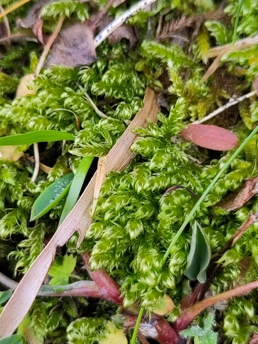 Sickle-leaved Hook-moss