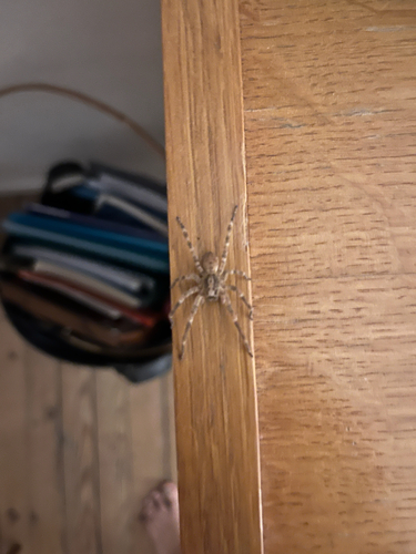 Mediterranean Spiny False Wolf Spider