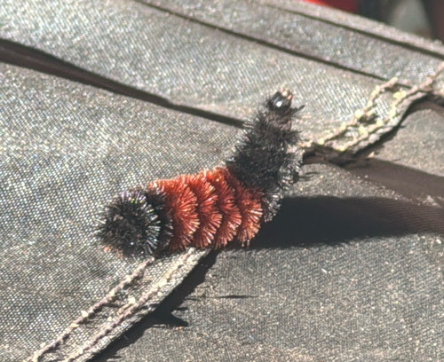 Isabella Tiger Moth