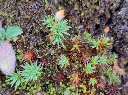Urn Hair Moss