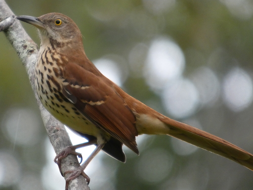 Brown Thrasher