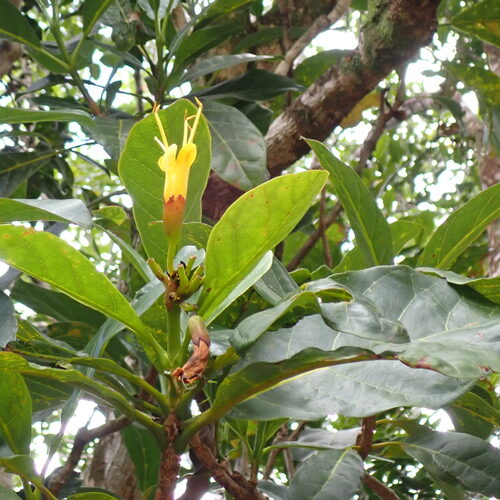 Deplanchea speciosa observed 2026-10-04