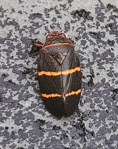 Two-lined Spittlebug