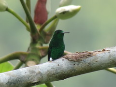 Chalybura buffonii