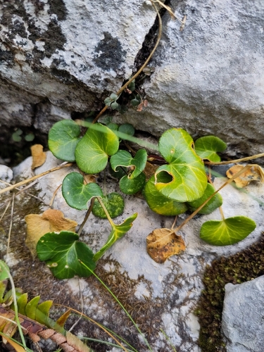 Alpine Snowbell