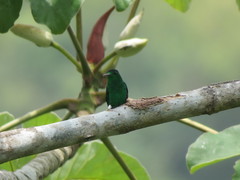 Chalybura buffonii