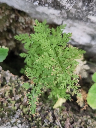 alpine bladder-fern