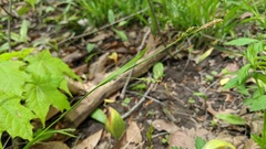 Carex laxiculmis copulata
