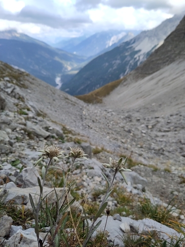 Alpine Edelweiss