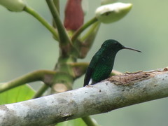 Chalybura buffonii