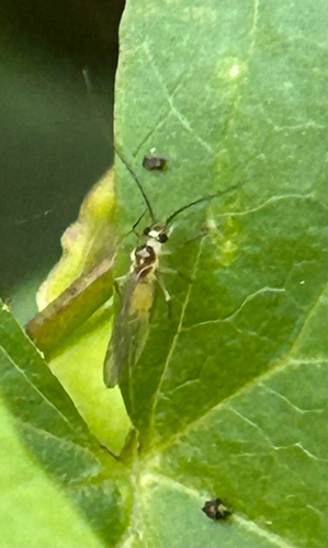 stigma barklouse