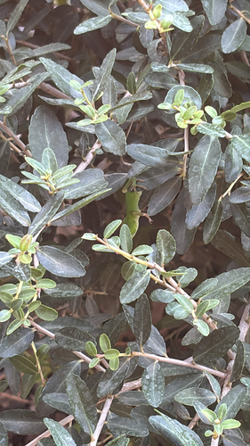 Green Anole