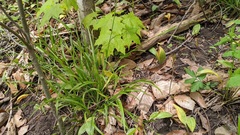 Carex laxiculmis copulata
