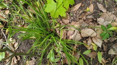 Carex laxiculmis copulata
