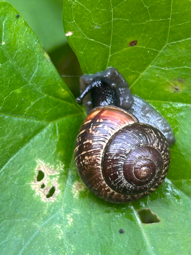 Copse Snail