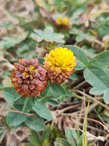 Brown Clover
