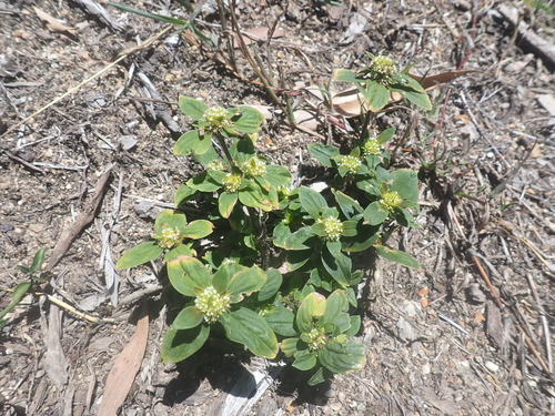 Mitracarpus hirtus observed 2026-10-03