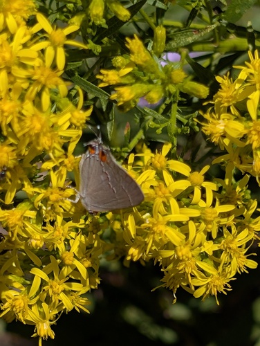 Gray Hairstreak