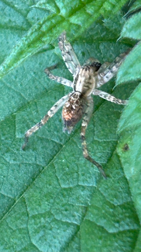 Buzzing Spider