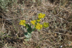 Bupleurum rotundifolium