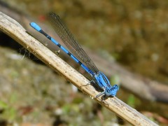 Argia agrioides