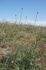 Rhaponticoides taliewii