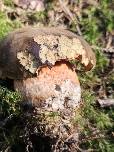 Dotted Stem Bolete