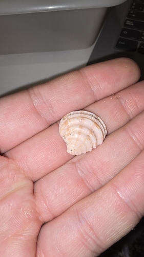 Clausinella fasciata, 2026-10-05