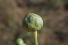 Rhaponticoides taliewii