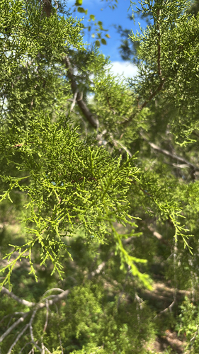Ashe juniper
