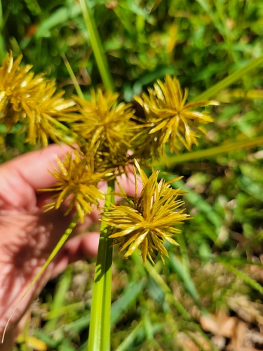 Fragrant flatsedge