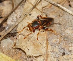 Teuchocnemis bacuntius