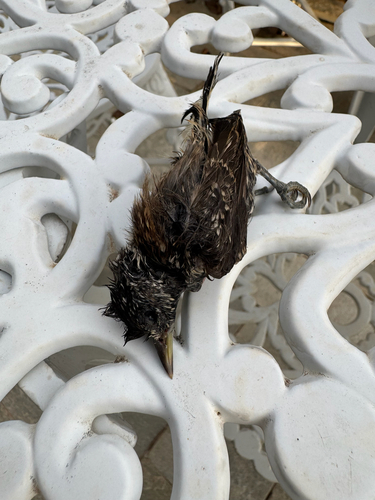 White-wedged Piculet